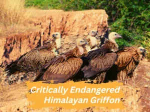 Critically Endangered Himalayan Griffon