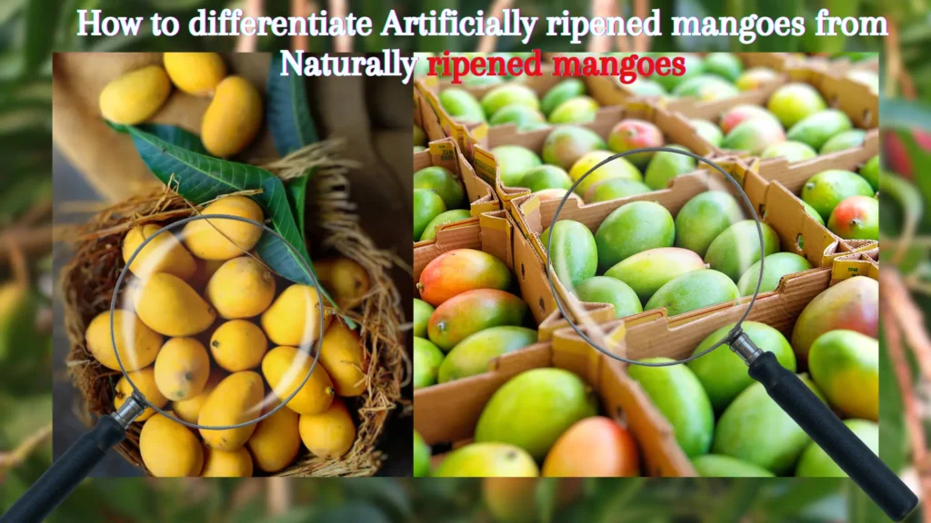 Artificially vs naturally ripend mangoes